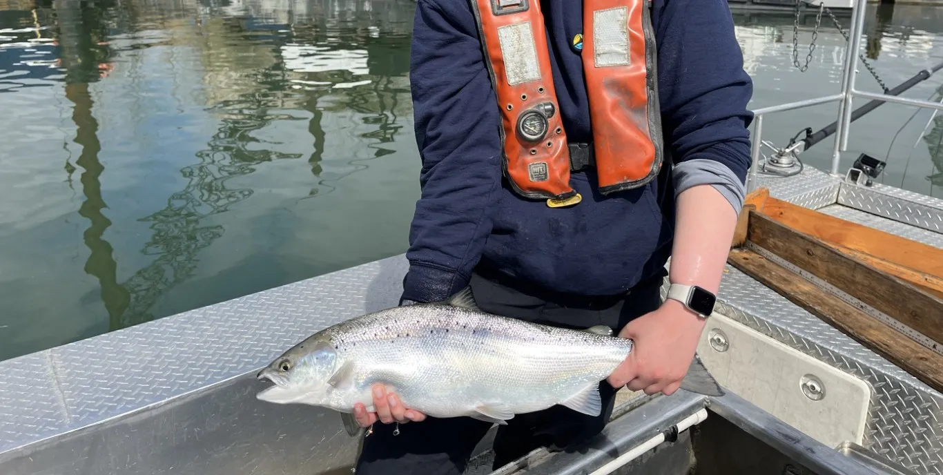 A person wearing a navy blue sweater and orange life jacket holds a large Salmon on a metal boat.