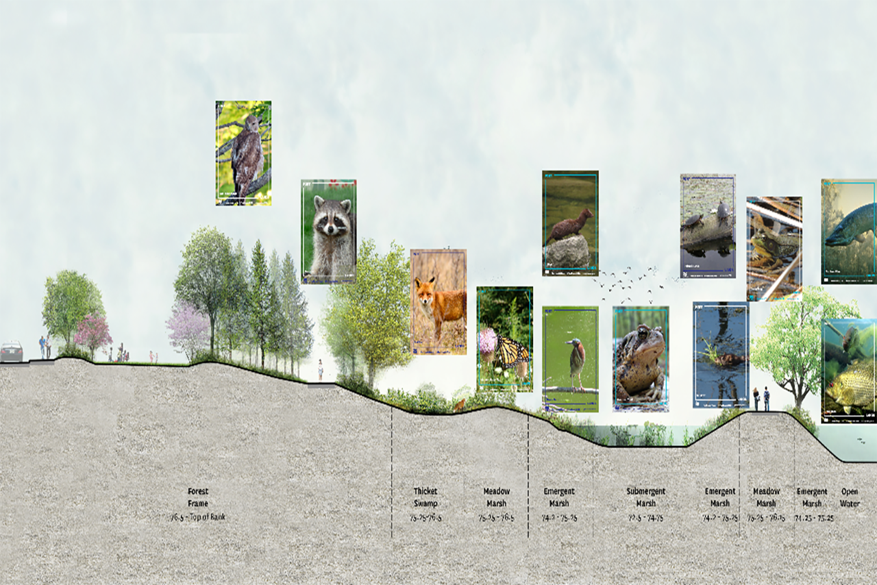 Cross section of the new Don River, showing fauna habitats it will create