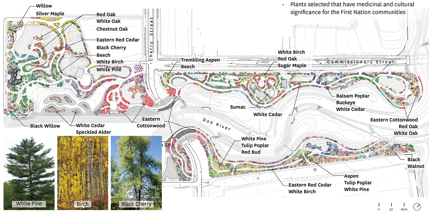 Plantings selected and identified above have medicinal and cultural significance for First Nations communities