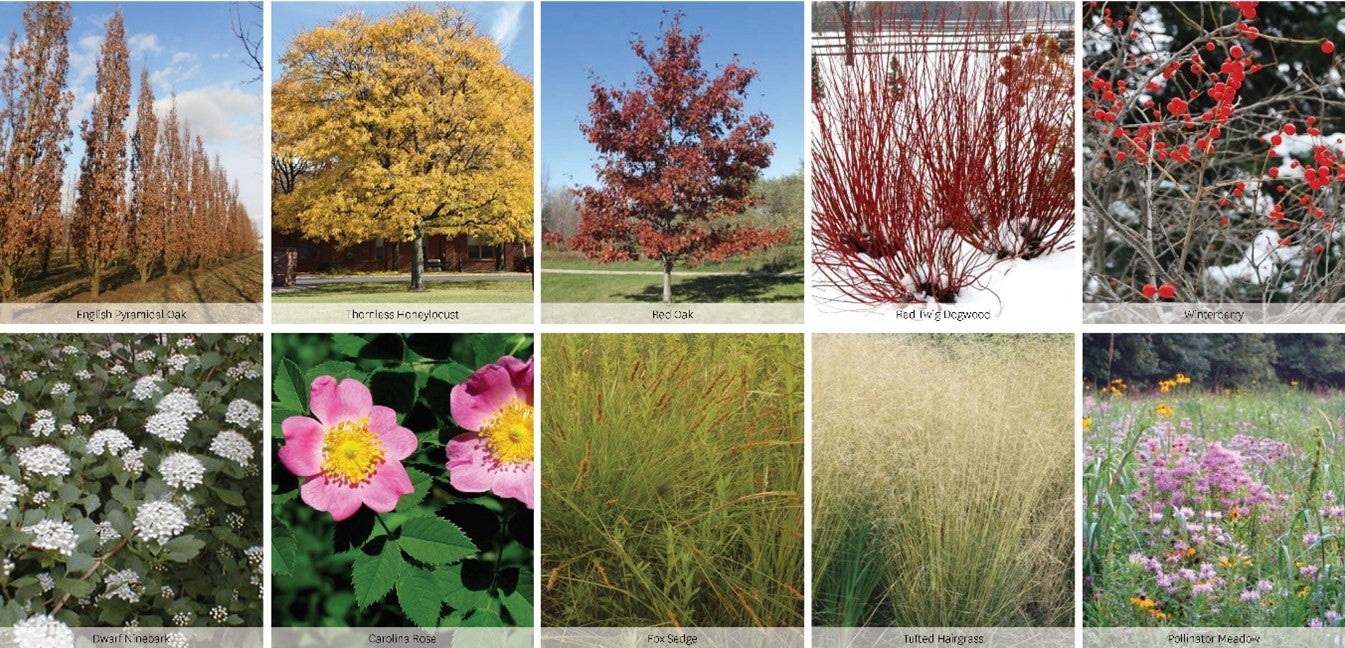 Series of images showing vegetation - including Pyramidal English Oak; Thornless Honeylocust; Red Oak; Red Twig Dogwood; Winterberry; Dwarf Ninebark; Carolina Rose; Fox Sedge; Tufted Hairgrass; Pollinator Meadow.