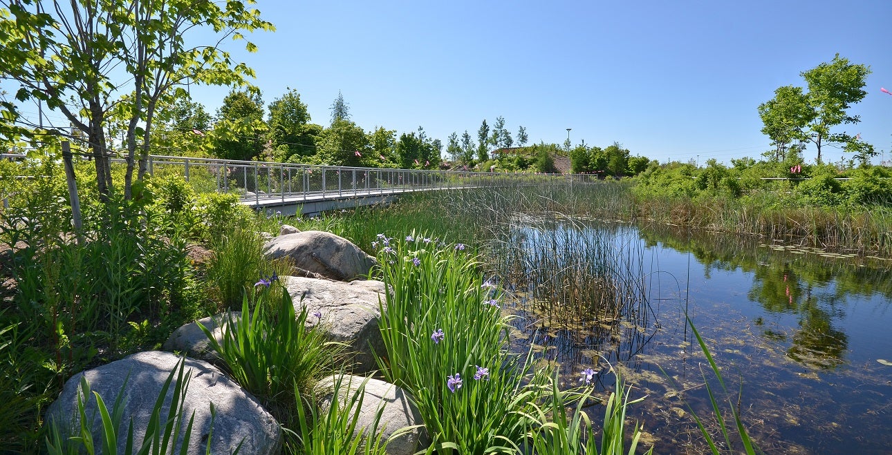 a marsh with trees and shrubs and a pedestrian bridge over the water