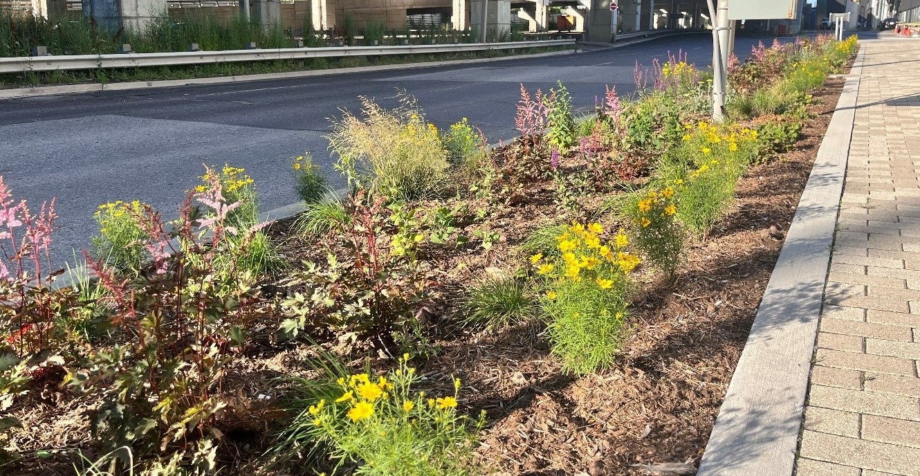 A garden with native vegetation between a sidewalk and street. 