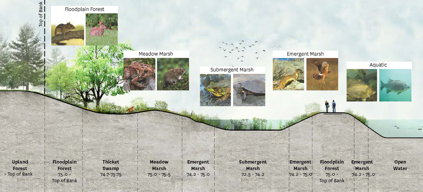 A diagram cross section of vegetation from upland forest to open water. 