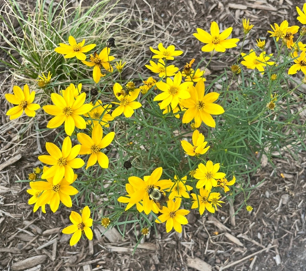 Yellow flowers with a bumble bee. 