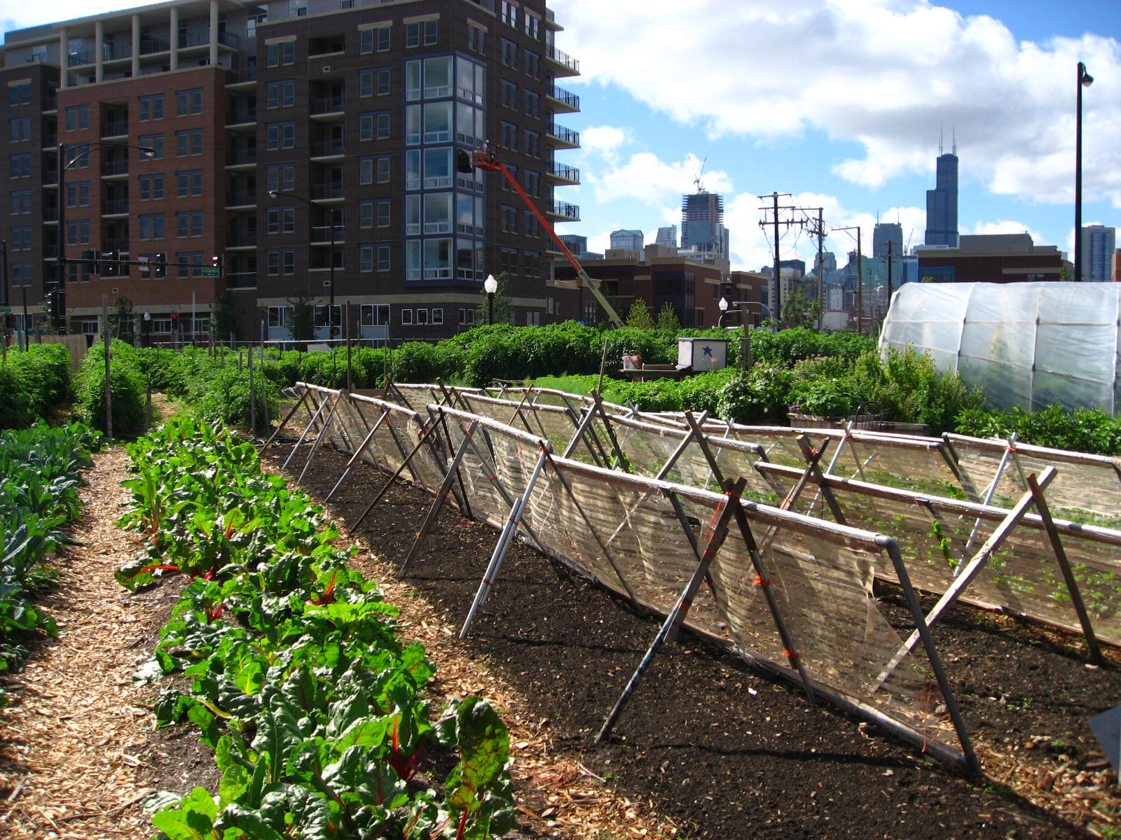 Seedlings protected by shade cloths with a city in the background.