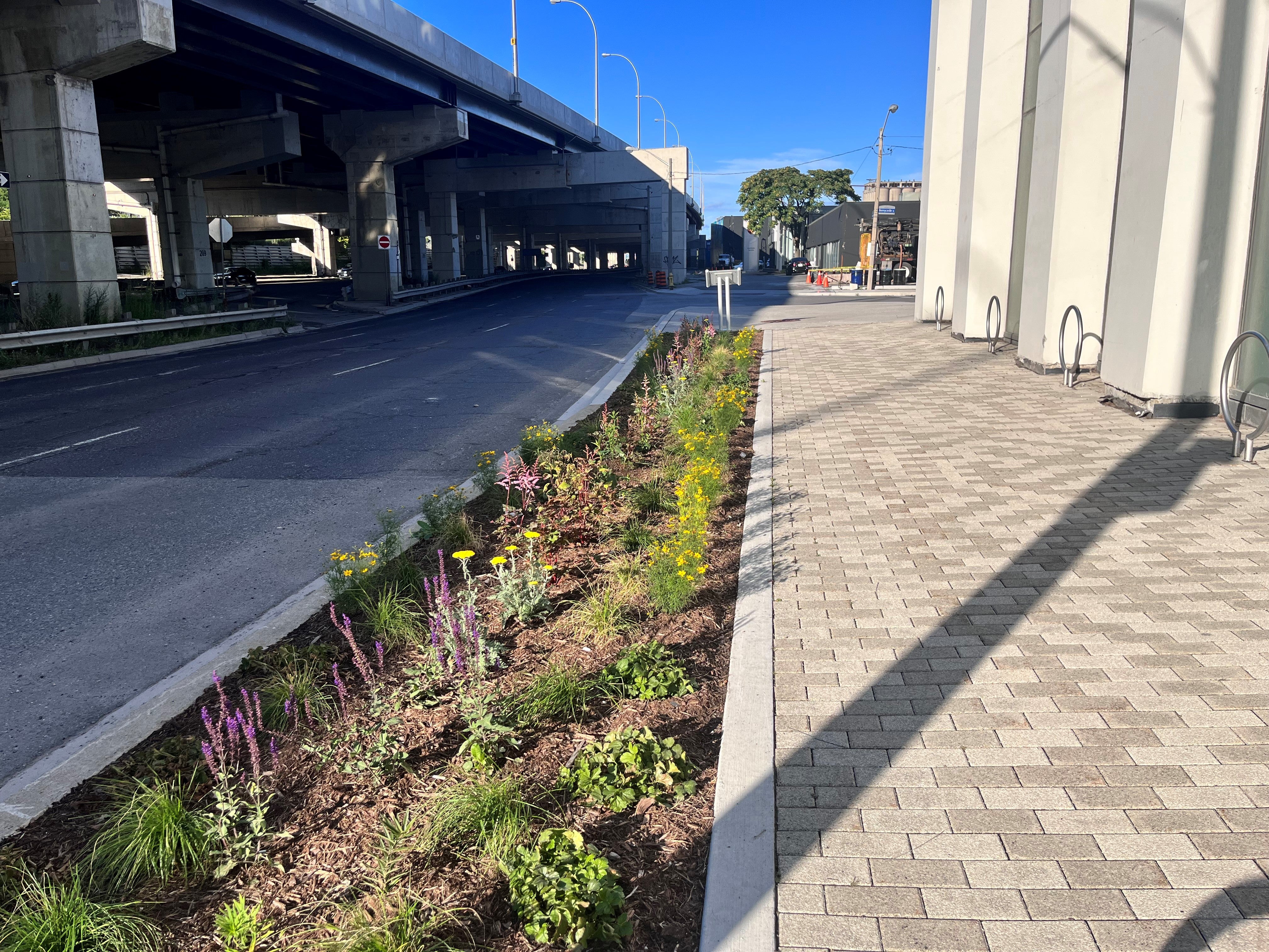 A patch of plants between a road and a sidewalk paved with cobblestones.