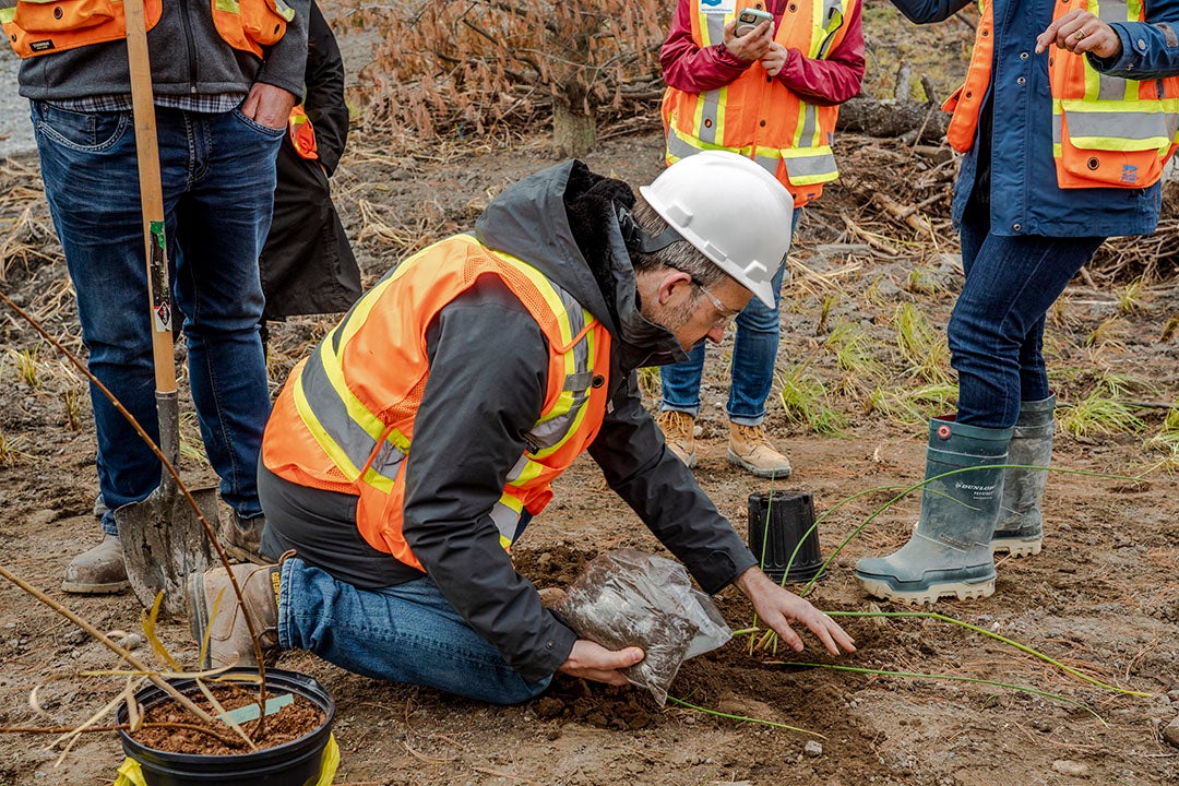 Person in construction safety gear puts a plant into soil.