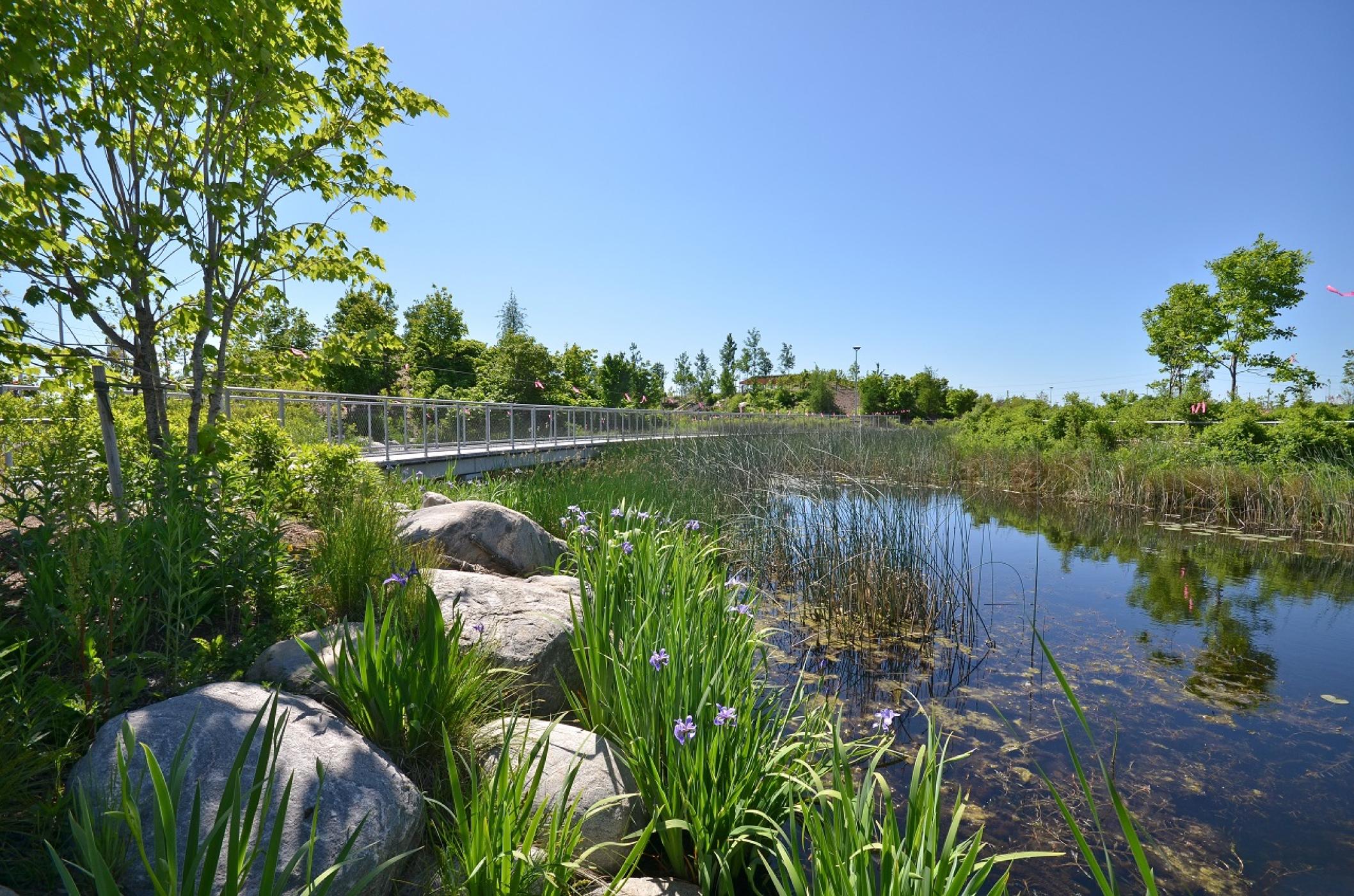 A wetland with flowering plants, rocks, and a bridge for pedestrians.