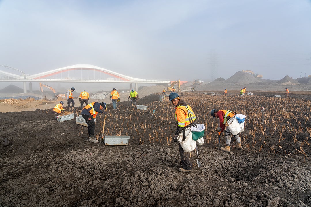 People plant new small plants in a new river valley.