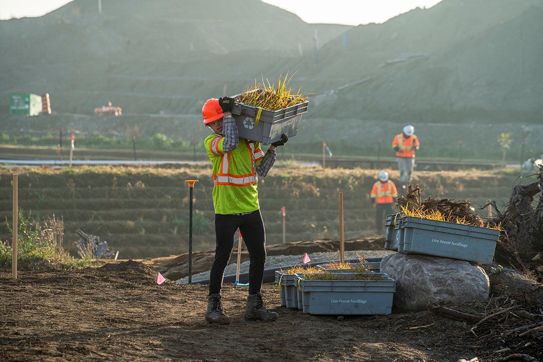 A construction worker carries a box of plants.