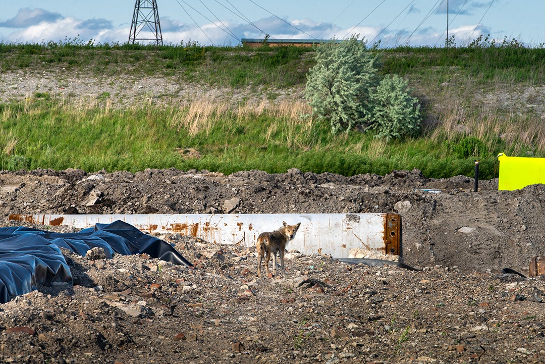 A coyote wanders around a construction site.