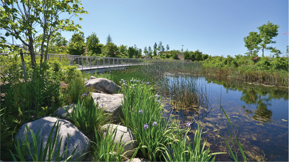 A marsh with a pedestrian bridge in background. 