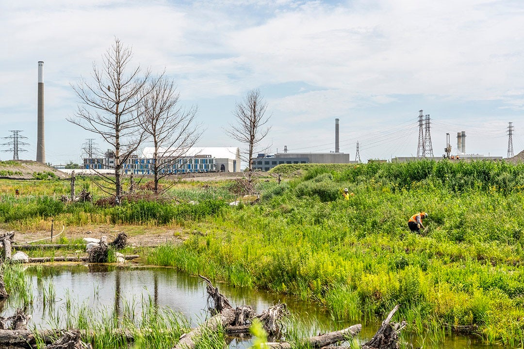 a worker planting in an urban wetland