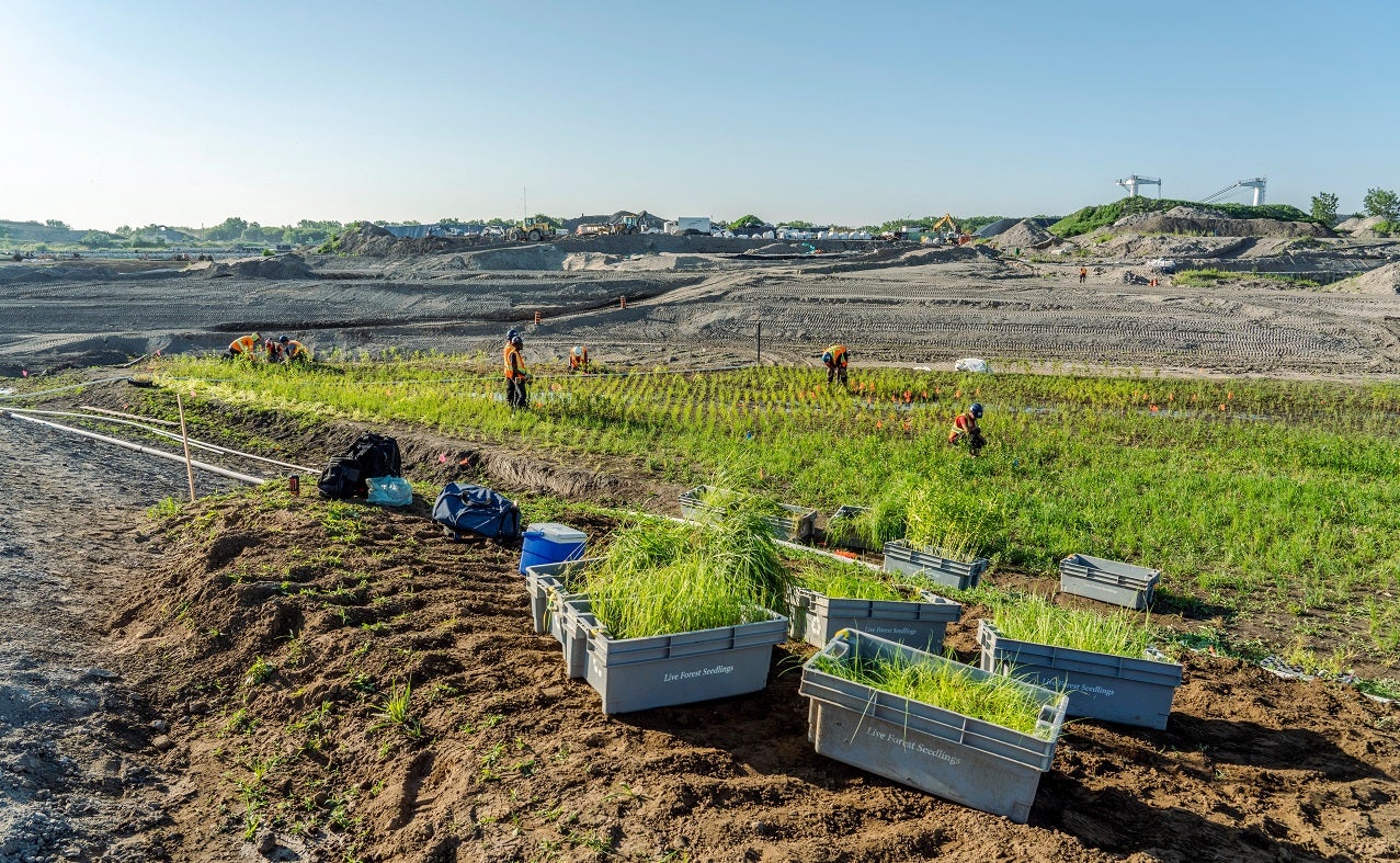 Several boxes full of young plants stand in front of an area that has been recently planted.