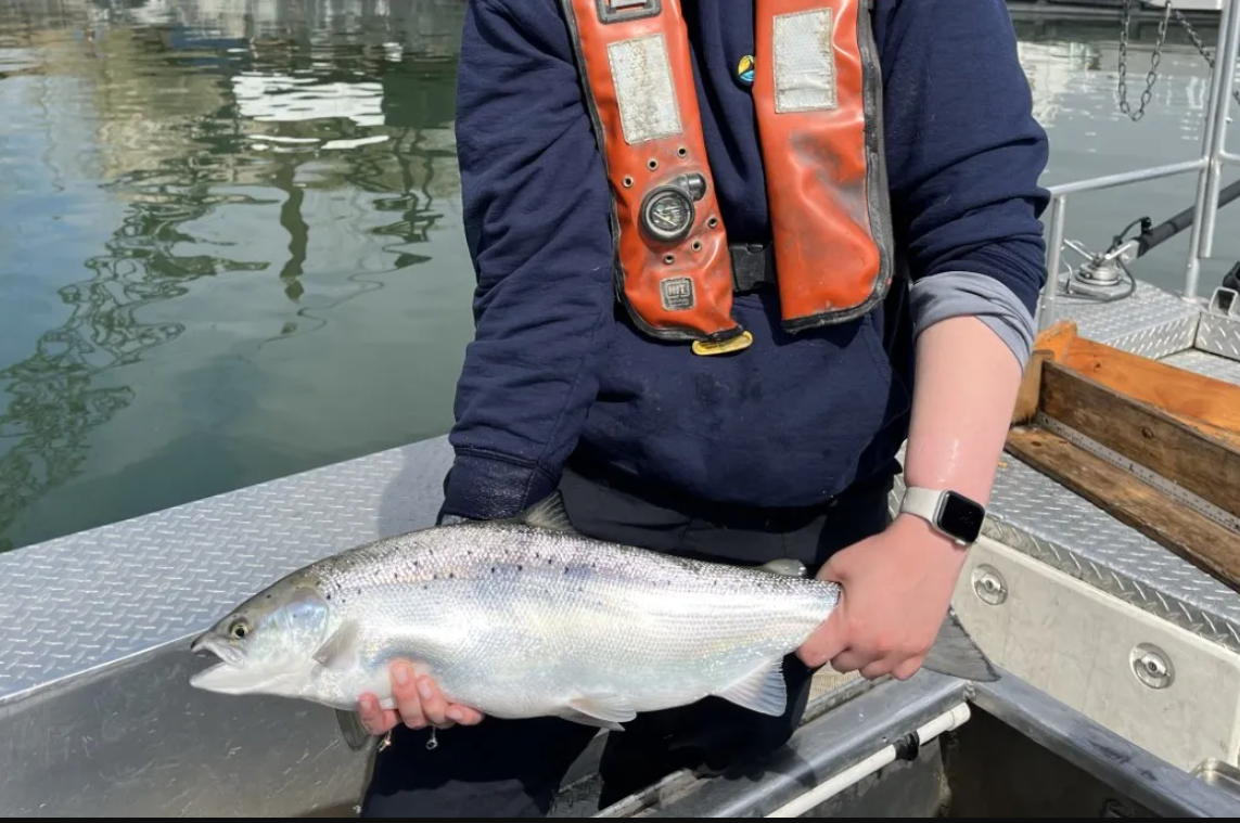 Close-up image of a person in a boat holding an Atlantic Salmon.