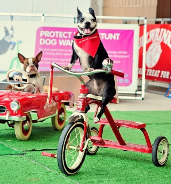 French bulldog riding a tricycle and another posing in a toy car.