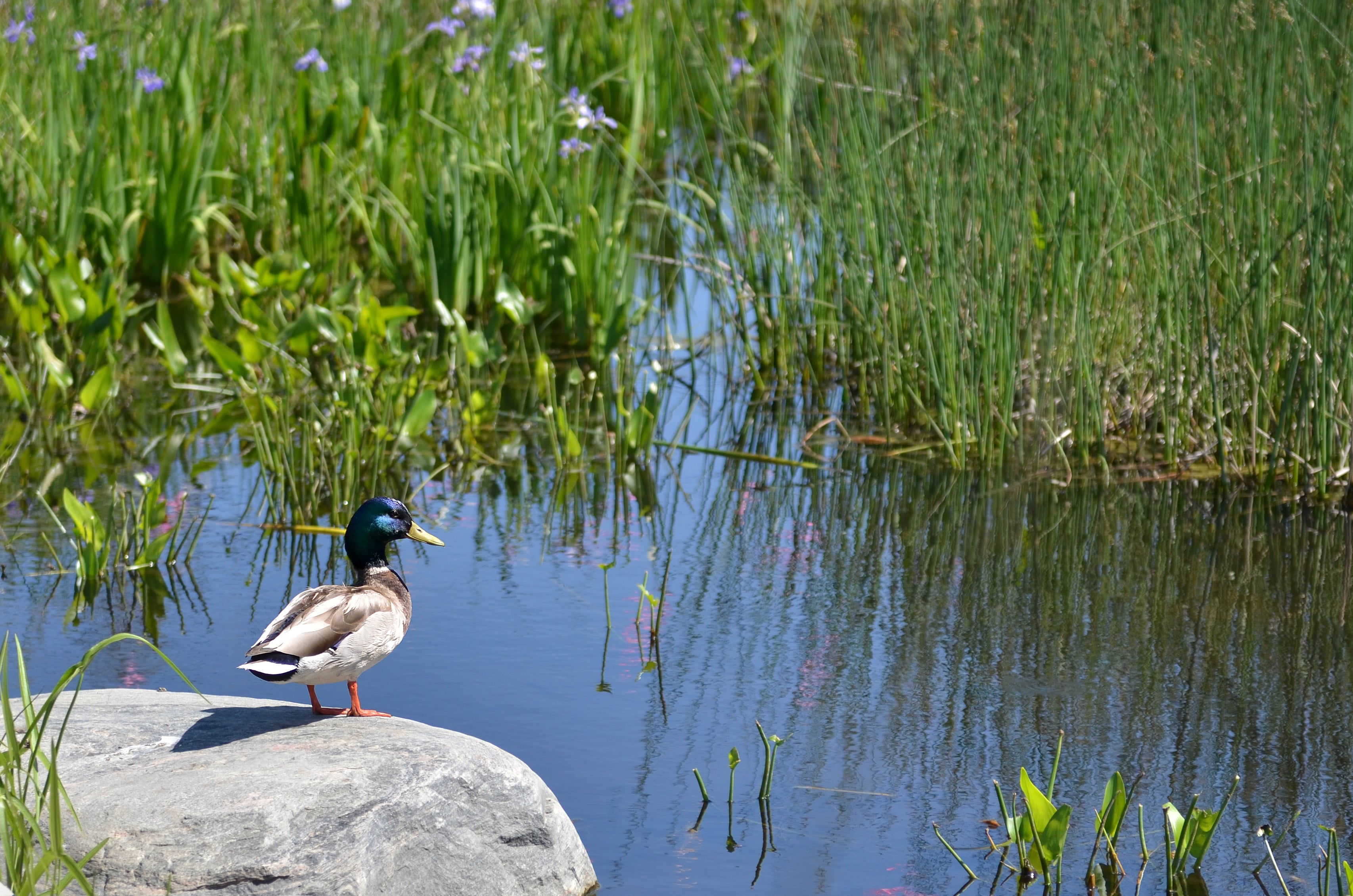 A duck perched at the edge of the extensive marsh in Corktown Common