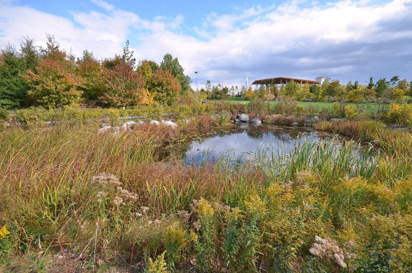 the wetland marsh area of a park