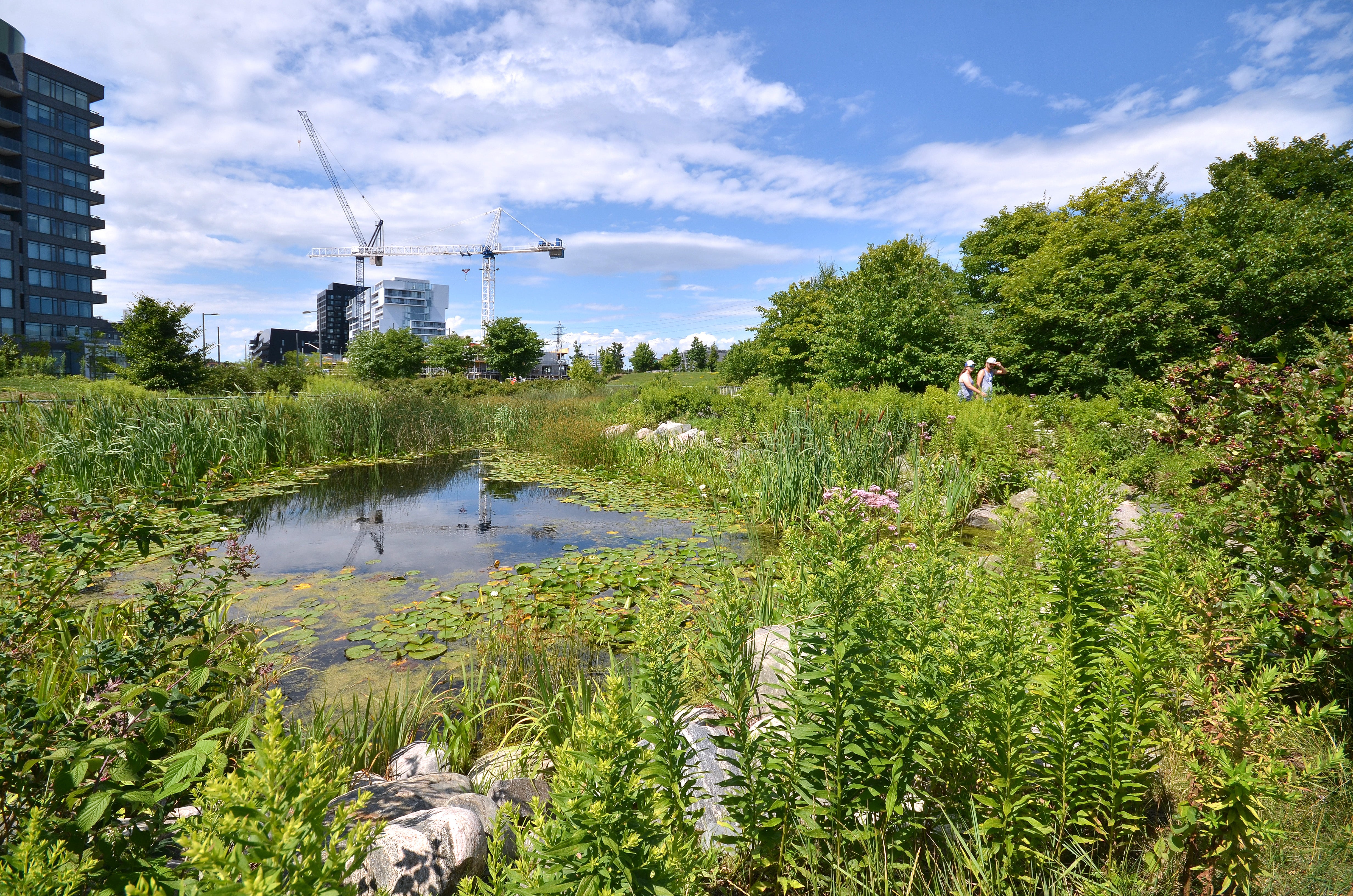 A view of the lush marsh at Corktown Common.