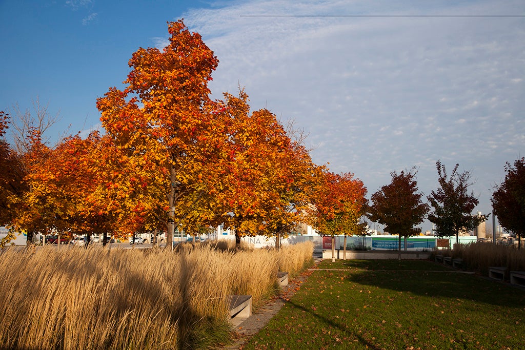 Fall colours at Sherbourne Common