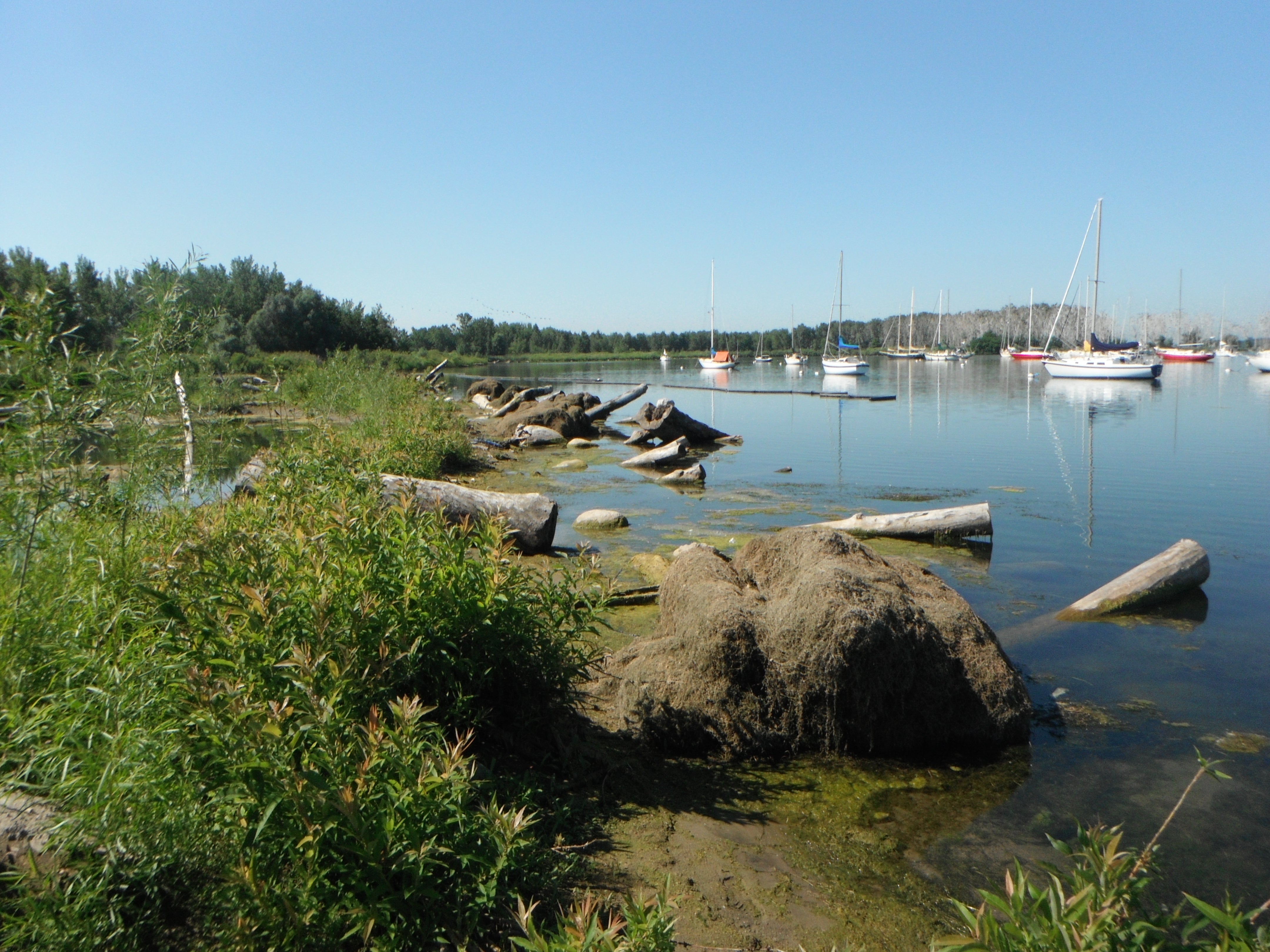 Wetland and aquatic habitat flourish on Tommy Thompson Park’s boat-lined shores.