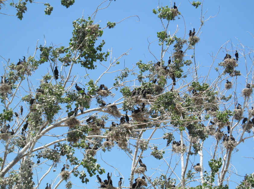 A perched cormorant colony suns on sky-high tree branches.