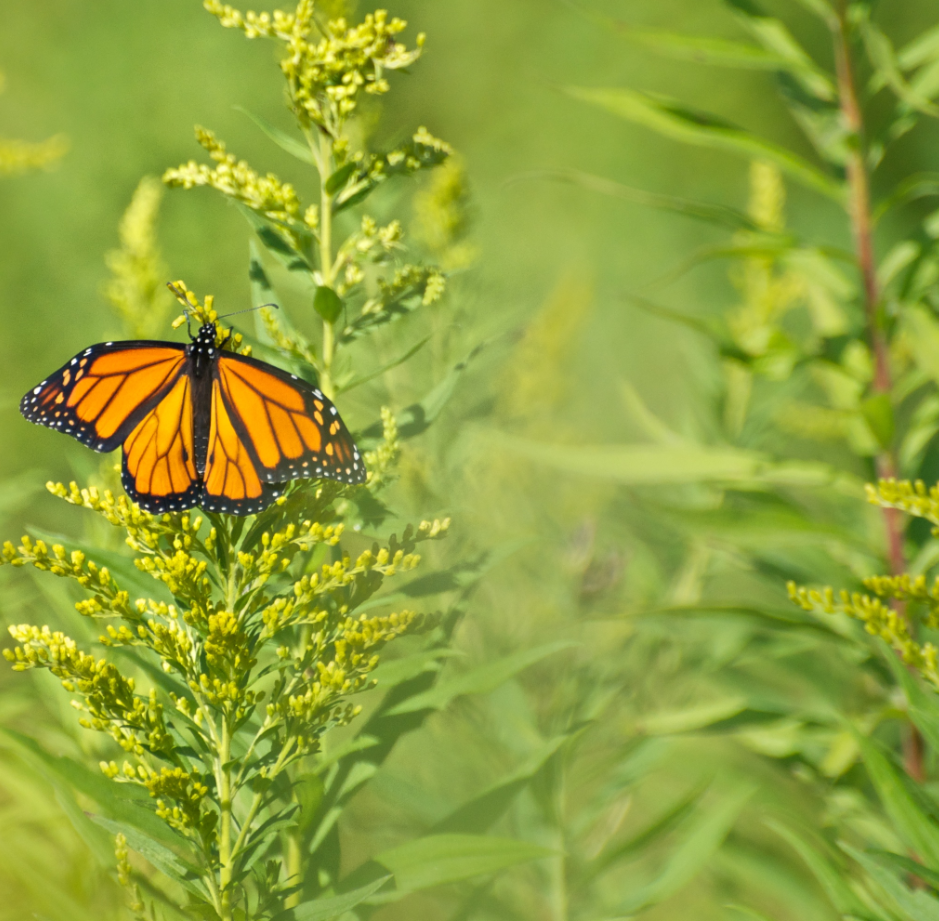 Wildflower meadows help sustain the 55 species of butterflies that have been identified at Tommy Thompson Park.