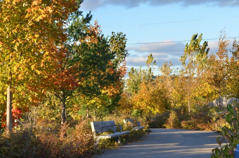 fall foliage along a park's pathway