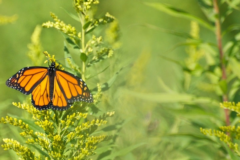 A monarch butterfly perches on Goldenrod at Tommy Thompson Park