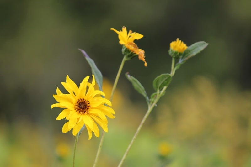 Coreopsis blooms at Tommy Thompson Park