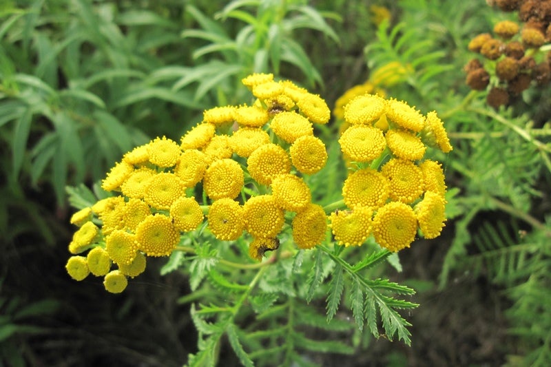 Tansy blooms at Tommy Thompson Park