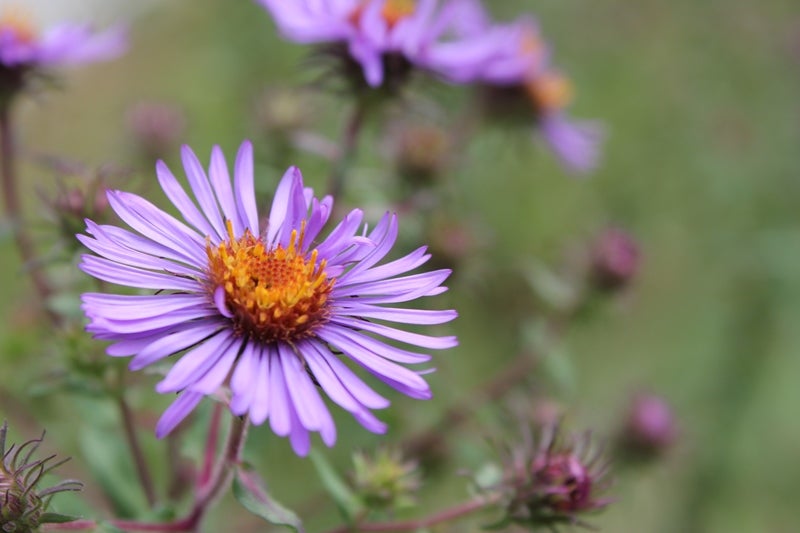 New England Aster blooms at Tommy Thompson Park