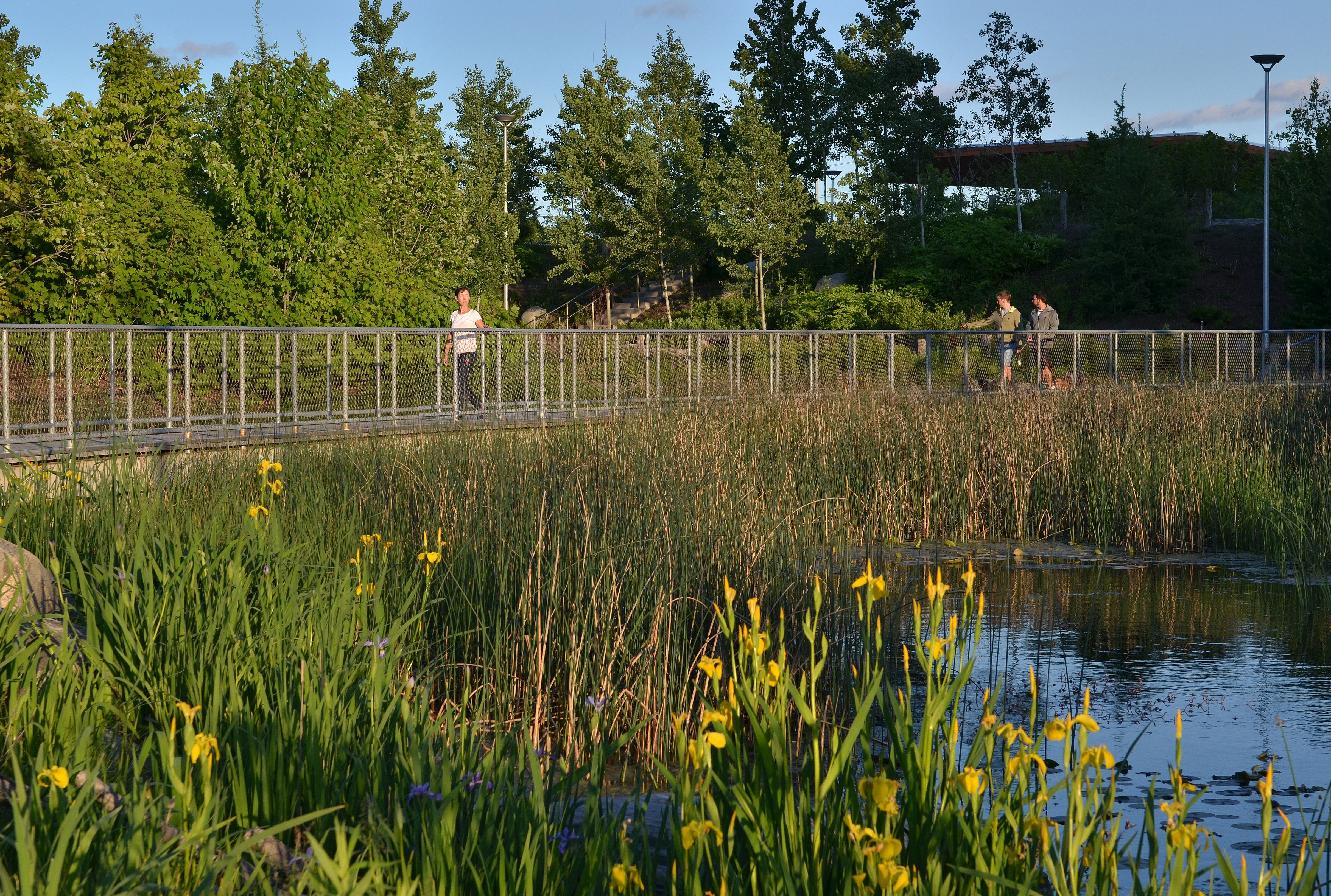 A view of the Corktown Common marsh and surrounding vegetation.