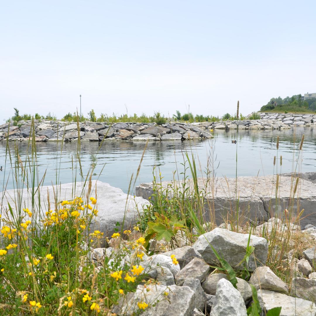 A view looking south at Lake Ontario from Mimico Waterfront Park