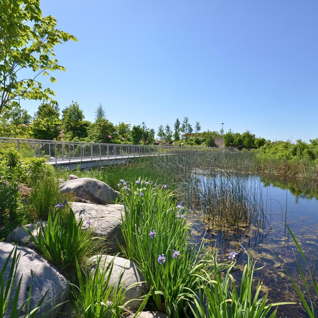 the marsh at Corktown Common