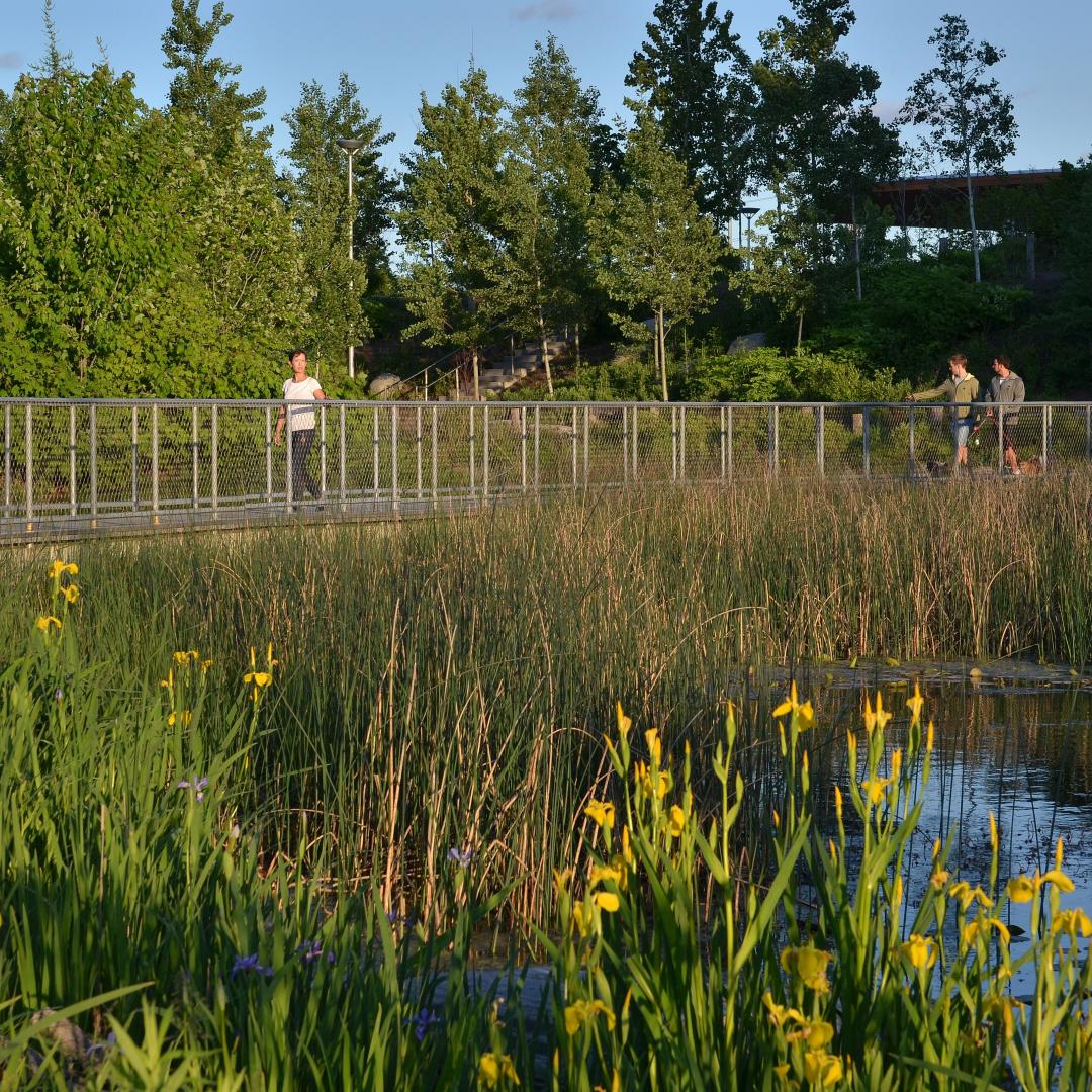 the marsh and pedestrian bridge at Corktown Common