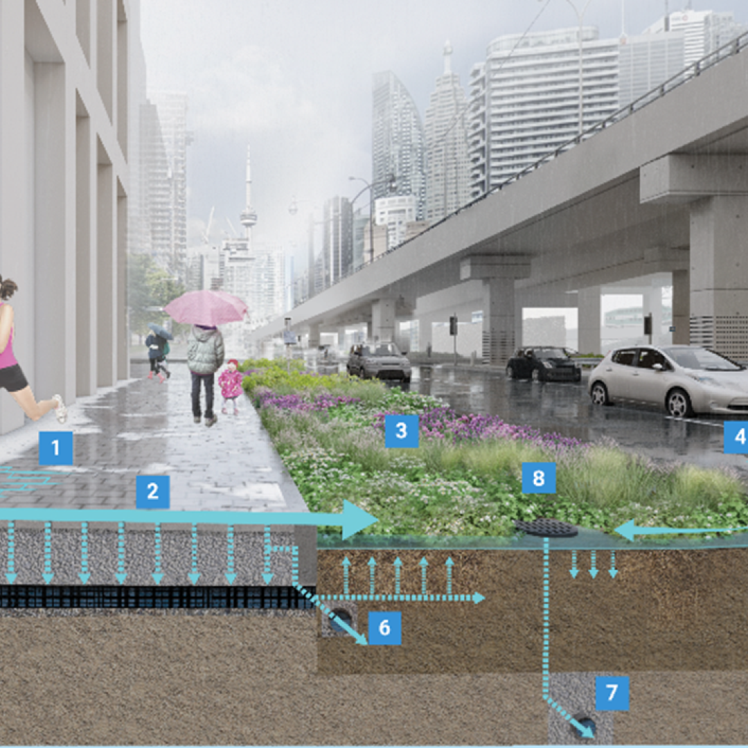 Cross section of a sidewalk and boulevard