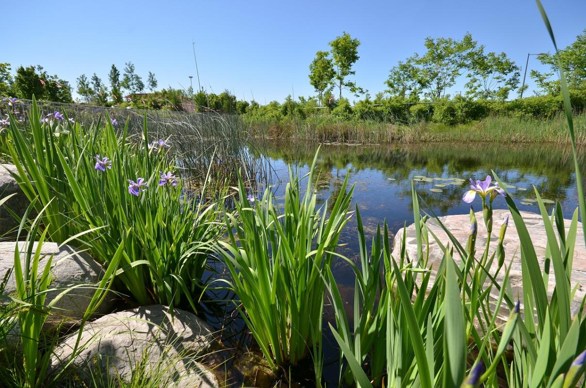 View of wetlands and a pond in a lush urban park