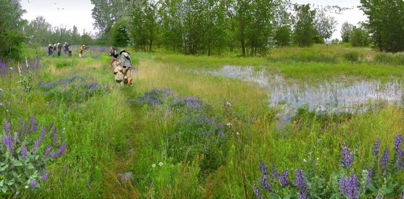 Artist impression showing people along a nature viewing trail.