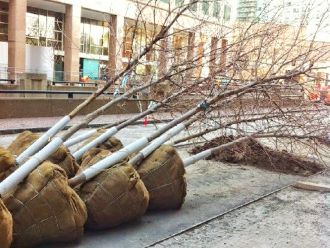 Trees have arrived for the south side of Queens Quay