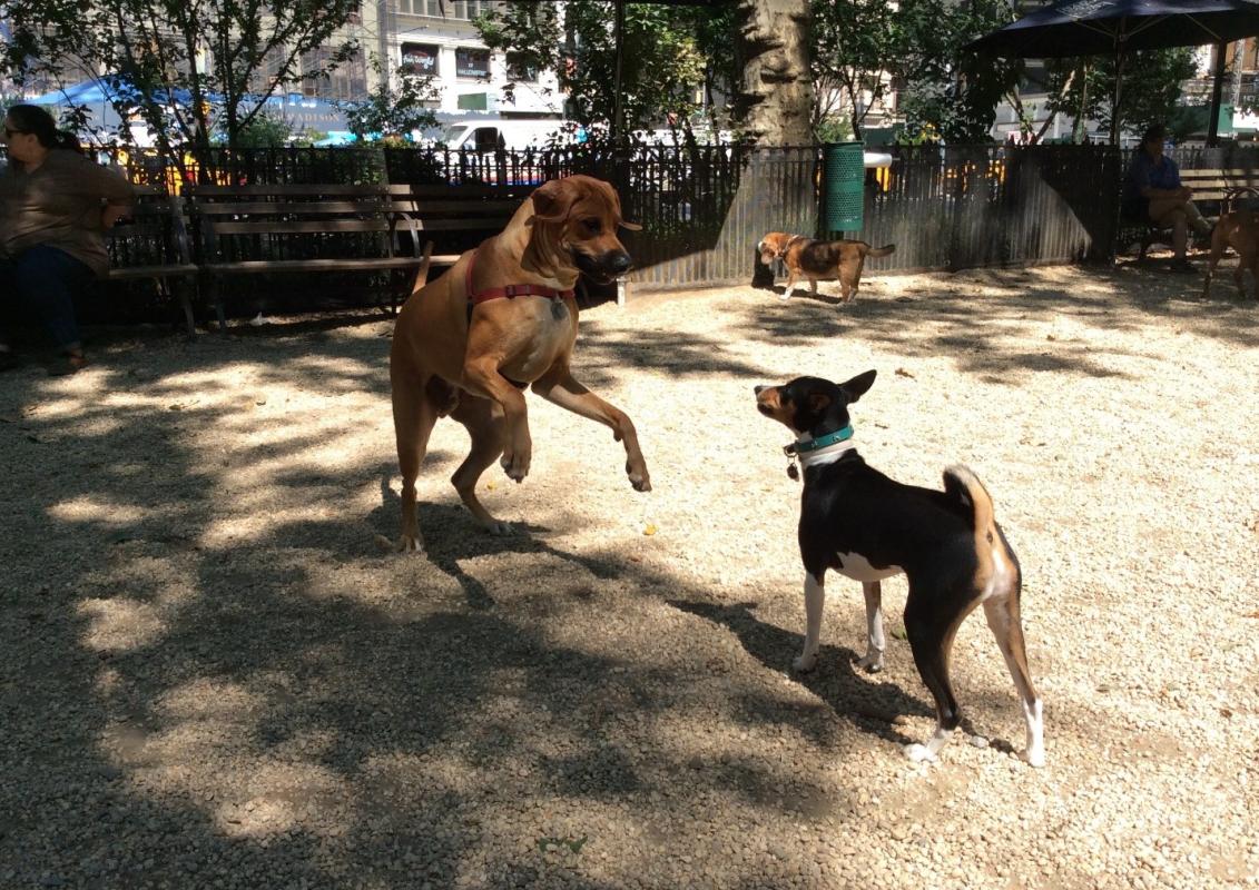 Two dogs playing in an urban dog run