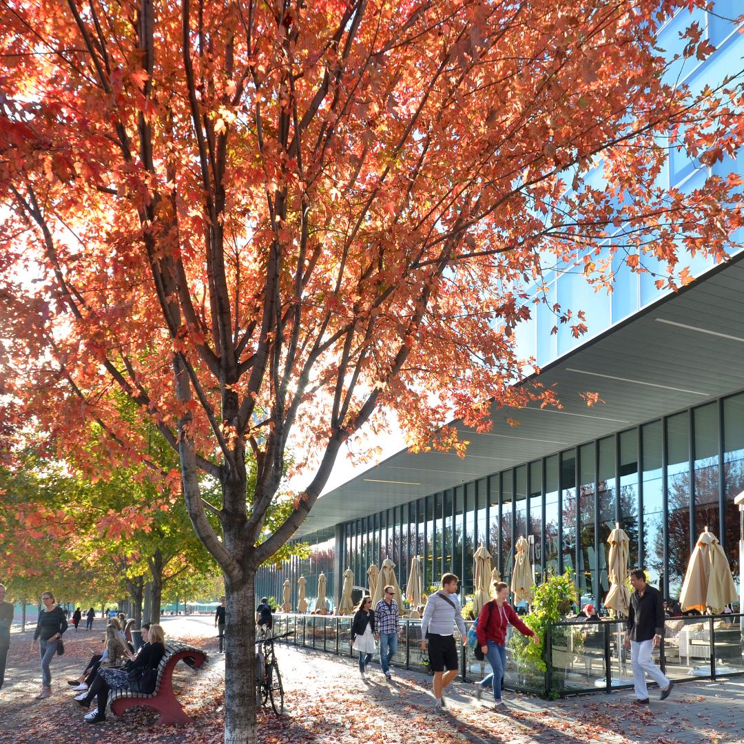 a fall day on the water's edge promenade