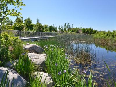 a marsh with trees and shrubs and a pedestrian bridge over the water