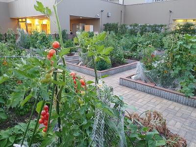 Vegetable plants growing on a rooftop.