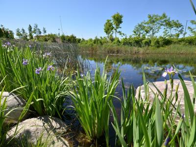 View of wetlands and a pond in a lush urban park