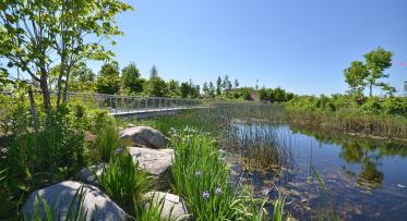 the marsh at Corktown Common