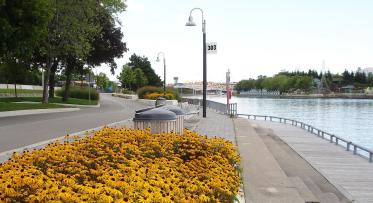 yellow flowers next to a waterfront trail and lookout area