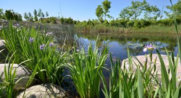 View of wetlands and a pond in a lush urban park